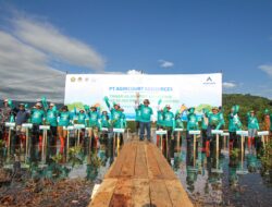 60 Ribu Bibit Mangrove dan 50 Ribu Bibit Kerang & Kepiting, Agincourt Resources Konsisten Jaga Keseimbangan Alam