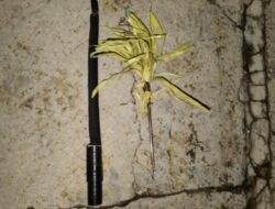 Tawuran di Kelurahan Girian Bawah, Seorang Pemuda Diamankan