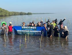 Sinergikan Dengan Lingkungan, Mahasiswa KKN 63 UINSA Giat Tanam Mangrove