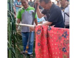 Kampanye Cabup Sintang GH. Bala Disambut Acara Adat Uut Danum