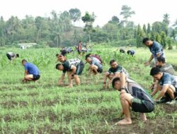 Korem 133/Nani Wartabone Terus Tingkatkan Pengolahan Lahan Kebun Jagung Sebagai Ketahanan Pangan