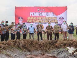 Polres Lumajang Musnahkan Puluhan Ribu Batang Ganja di Lereng Semeru, Pengungkapan Terbesar di Pulau Jawa