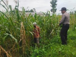 Polsek Kunir Pantau Langsung Pertumbuhan Jagung Warga, Pastikan Ketahanan Pangan