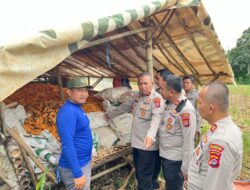 Kapolsek Tigaraksa Cek Lahan Ketahanan Pangan, Jagung 18 Ton yang Siap Panen di Desa Pematang