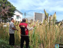Polsek Jatiroto Aktif Dukung Ketahanan Pangan Nasional, Pantau Langsung Pertumbuhan Jagung di Lahan Polsek
