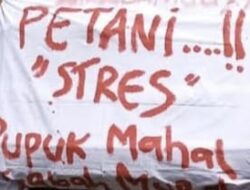 Petani Mangga Alpukat di Rombo Pasuruan Menjerit: Obat Mahal, Panen Terancam