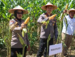 Kapolres Lumajang Panen Jagung di Sumbersuko, Dukung Ketahanan Pangan Nasional