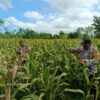 Dukung Ketahanan Pangan Nasional, Polsek Pasirian Pantau Perkembangan Tanaman Jagung