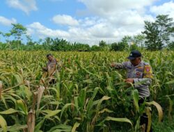 Dukung Ketahanan Pangan Nasional, Polsek Pasirian Pantau Perkembangan Tanaman Jagung