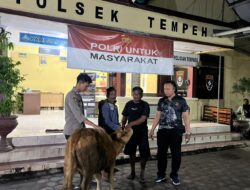 Polisi Berhasil Temukan Sapi Curian Milik Warga Tempeh Kidul di Perkebunan Jeruk Pasirian