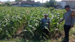 Polsek Yosowilangun Sukses Kembangkan Jagung, Dukung Ketahanan Pangan Nasional