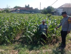 Polsek Yosowilangun Sukses Kembangkan Jagung, Dukung Ketahanan Pangan Nasional