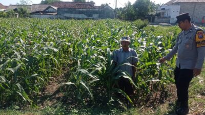 Polsek Yosowilangun Sukses Kembangkan Jagung, Dukung Ketahanan Pangan Nasional