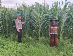 Dukung Asta Cita Presiden, Kapolsek Yosowilangun dan Bhabinkamtibmas Turun Langsung Kawal Ketahanan Pangan Warga